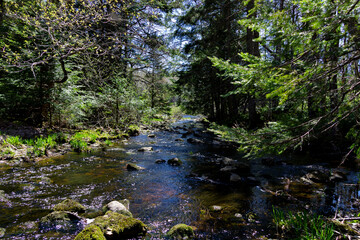 small river in the forest