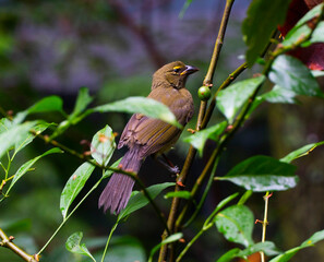 evening grosbeak