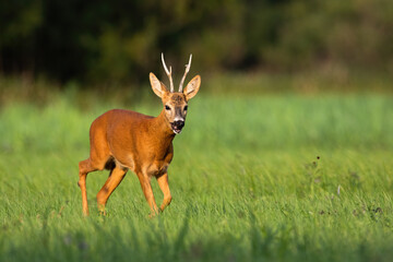 Naklejka na ściany i meble Roe deer, capreolus capreolus, buck running forward on green meadow in summer at sunset. Roebuck with long antlers approaching from front view with copy space. Wild animal going in nature.
