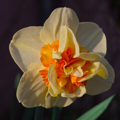 Narcissus 3