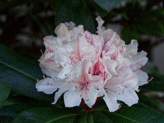 Rhododendron 3