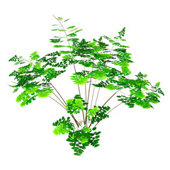 Fototapeta premium 3D Rendering Maidenhair Plant on White