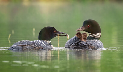 Common loon with chicks in Acadia National Park, Maine  © Harry Collins