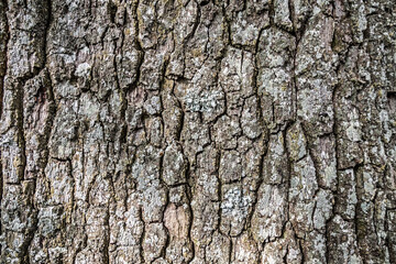 Close up texture of fracture on the tree bark.