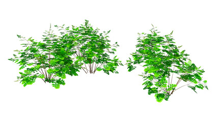 Obraz premium 3D Rendering Maidenhair Plants on White