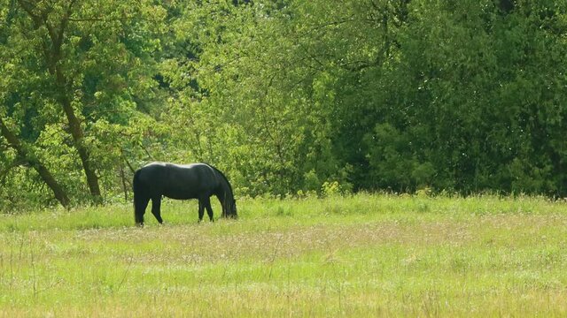 Black horse grazing on the field and eating grass