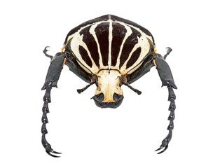 Goliath beetle (Goliathus goliathus) isolated against white background.