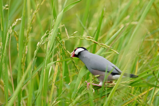 Java sparrow, Java finch, standing on green grains, eating white seeds in fields.