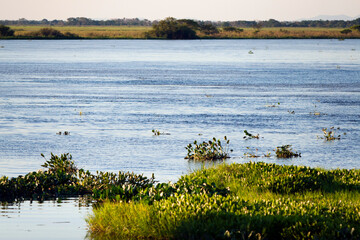 plants on the Paraguay River in Corumba, Mato Grosso do Sul, Brazil