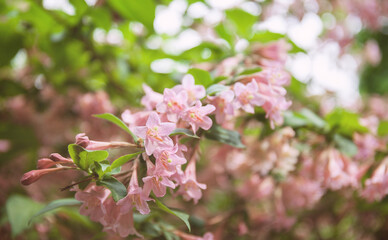 Pink weigela flowers close up