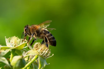 Fotobehang Bumble bee collecting pollen in the summer sunshine © Aleksandr Rybalko
