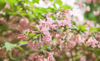 Pink weigela flowers close up
