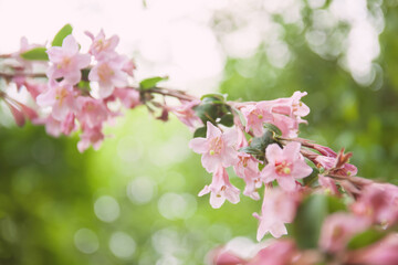 Pink weigela flowers close up