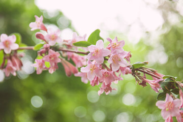Pink weigela flowers close up