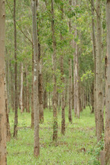 Fototapeta premium reforestation of eucalyptus wood for the pulp industry