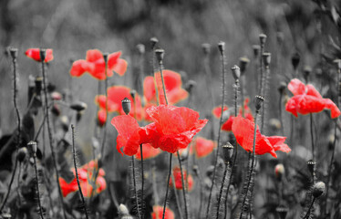 Obraz premium red poppies in the field