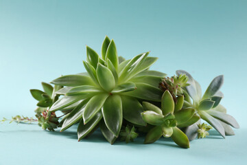 Beautiful echeverias on light blue background. Succulent plants