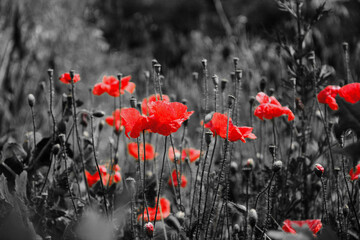 poppy flowers in the field