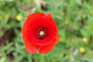 Close up of a red poppy flower on a green background.