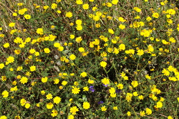 Lots of yellow daisy flowers in the meadow.