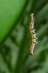 a hanging caterpillar on a leaf