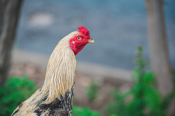 Closeup portrait of a rooster in the countryside in a chicken coop.Rooster and hens walk outdoors on a farm in the countryside.Portrait of a multi-colored colorful rooster, domestic bird.