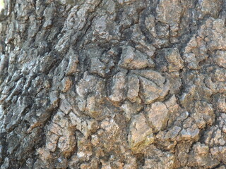 oak trunk texture