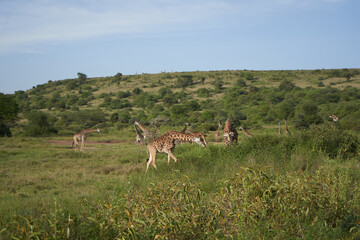 Naklejka na ściany i meble Giraffe Africa Giraffa Safari Big Five Africa Group Fight