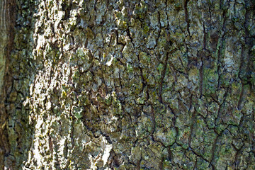 tree bark texture