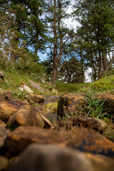 un rio pequeño en primer plano con el bosque de fondo
