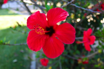 Close up of a red hibiscus flower, with details of anthers and pistils.