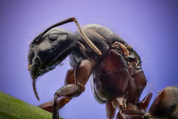 Ant on a leaf in macro scale on a purple background. The photo was taken by the stacking method