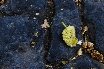 Almost ripe fruit of white mulberry that fell to the ground. Morus alba, white mulberry.