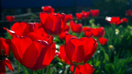 Fototapeta na wymiar Group of red tulips in the park. Spring landscape
