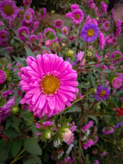 Obraz premium Violet flower with colourful background