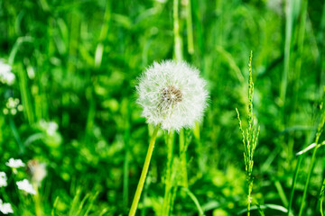 Fototapeta premium dandelion on grass