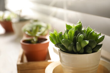 Beautiful echeveria on windowsill indoors, closeup. Succulent plant