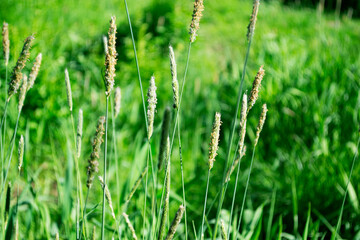 green grass in a field