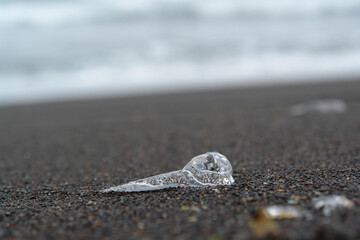 A close up of an dead transparent jellyfish on a black sand after low tide. (Khalaktyrsky beach near the Petropavlovsk-Kamchatsky, Pacific ocean, Kamchatka Peninsula, Far East Russia)