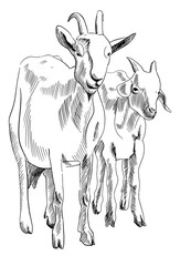 hand drawn goat and kid farm animals. Sketch in a graphic style. Vector black illustration