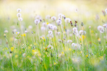 Fototapeta na wymiar Beautiful colorful meadow on sunny day in summer
