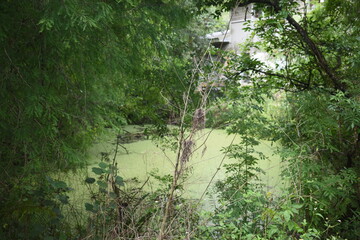 moss covered lake