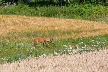  deer in a long grass