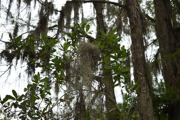 air plant