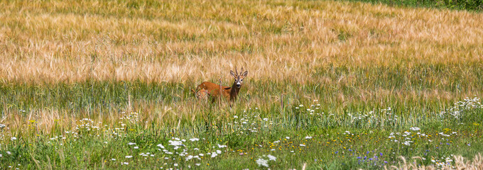 Obraz na płótnie Canvas deer in a long grass
