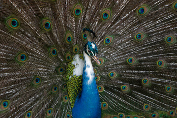 Obraz premium peacock bird with beautiful tail closeup