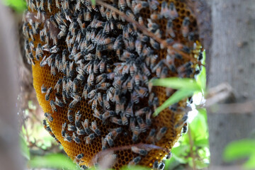 Bees make a nest on a branch