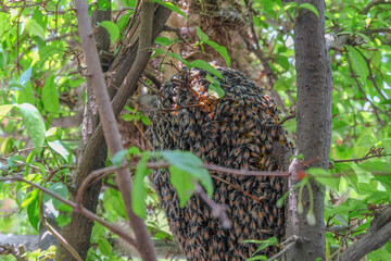 Bees make a nest on a branch