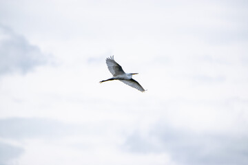 Obraz premium Loire-Atlantique, France: Great Egret (Ardea alba) in flight, wading birds of the Ardeidae family.