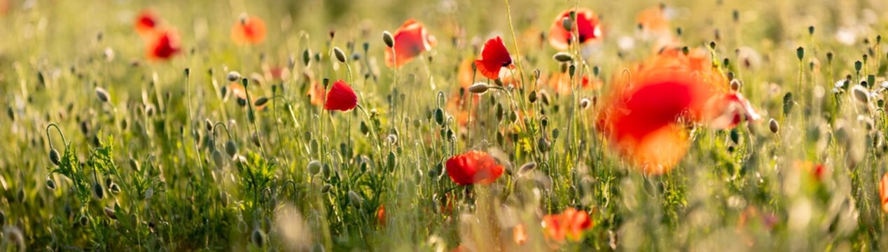 Poppy flowers in the field, Warsaw, Poland